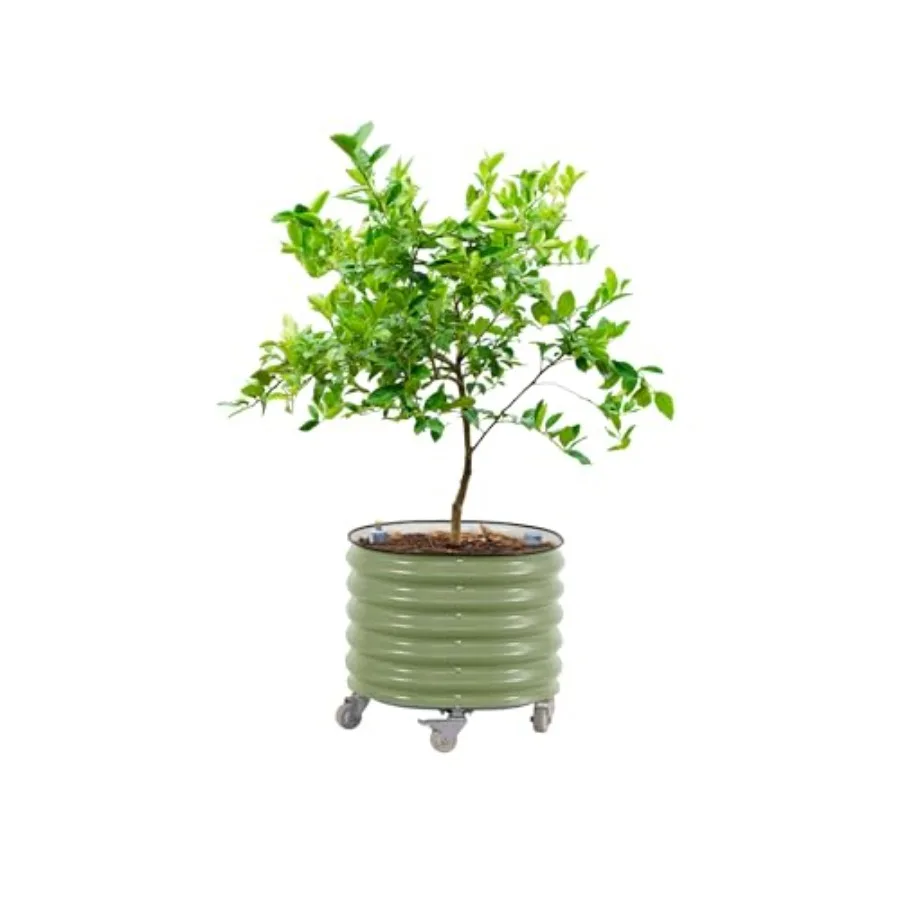 Self-Watering Planter - Macetero rodante para árboles cítricos, generación
